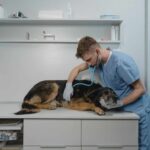 Vet checking a dog with osteoarthritis in pivotal Aratana Therapeutics clinical study