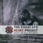 Gorilla in Great Ape Heart project sitting on rock