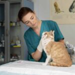 Vet and cat at clinic during surgical study