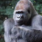 Close of up gorilla in the Great Ape Heart Project