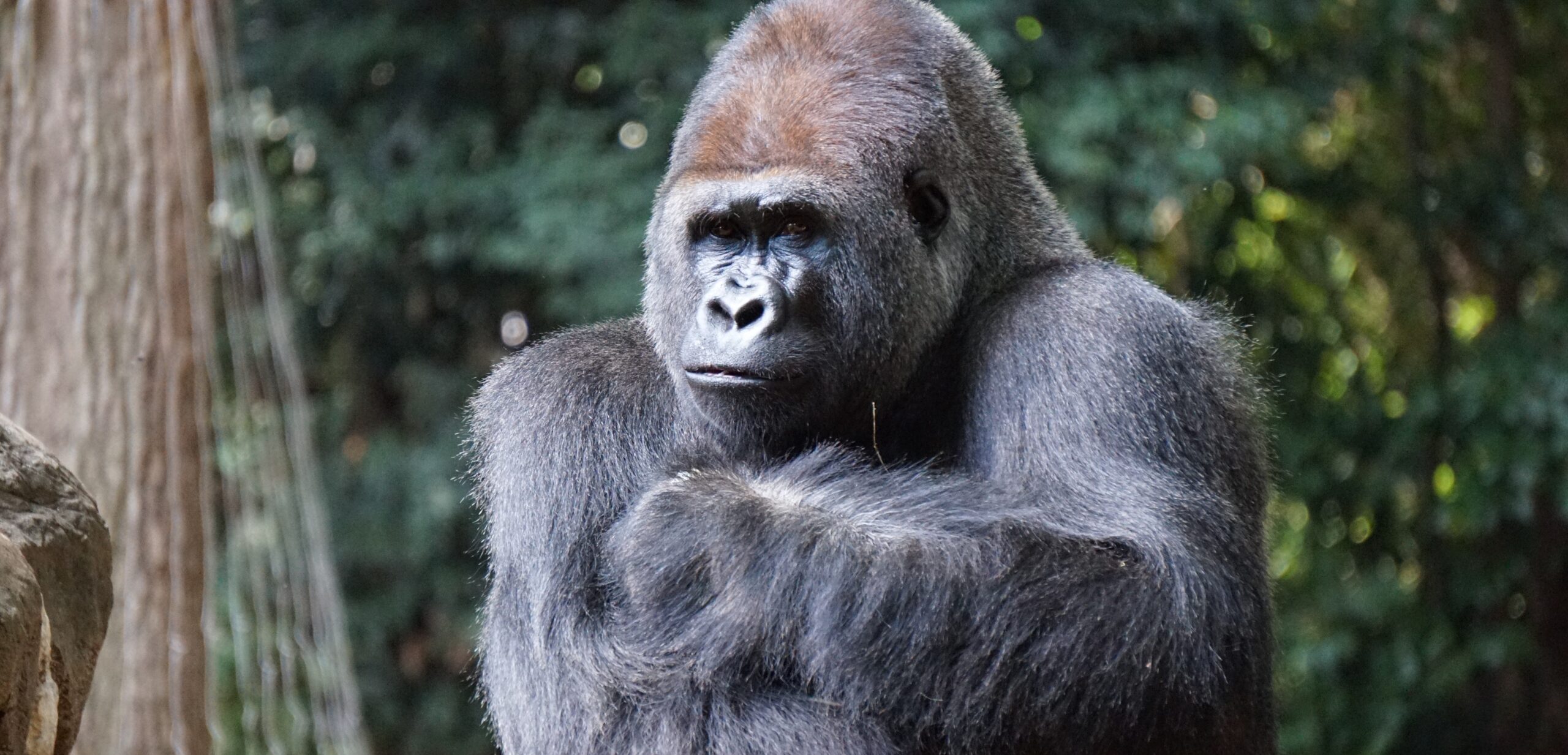 Prelude Registry Featured on Animal Planet