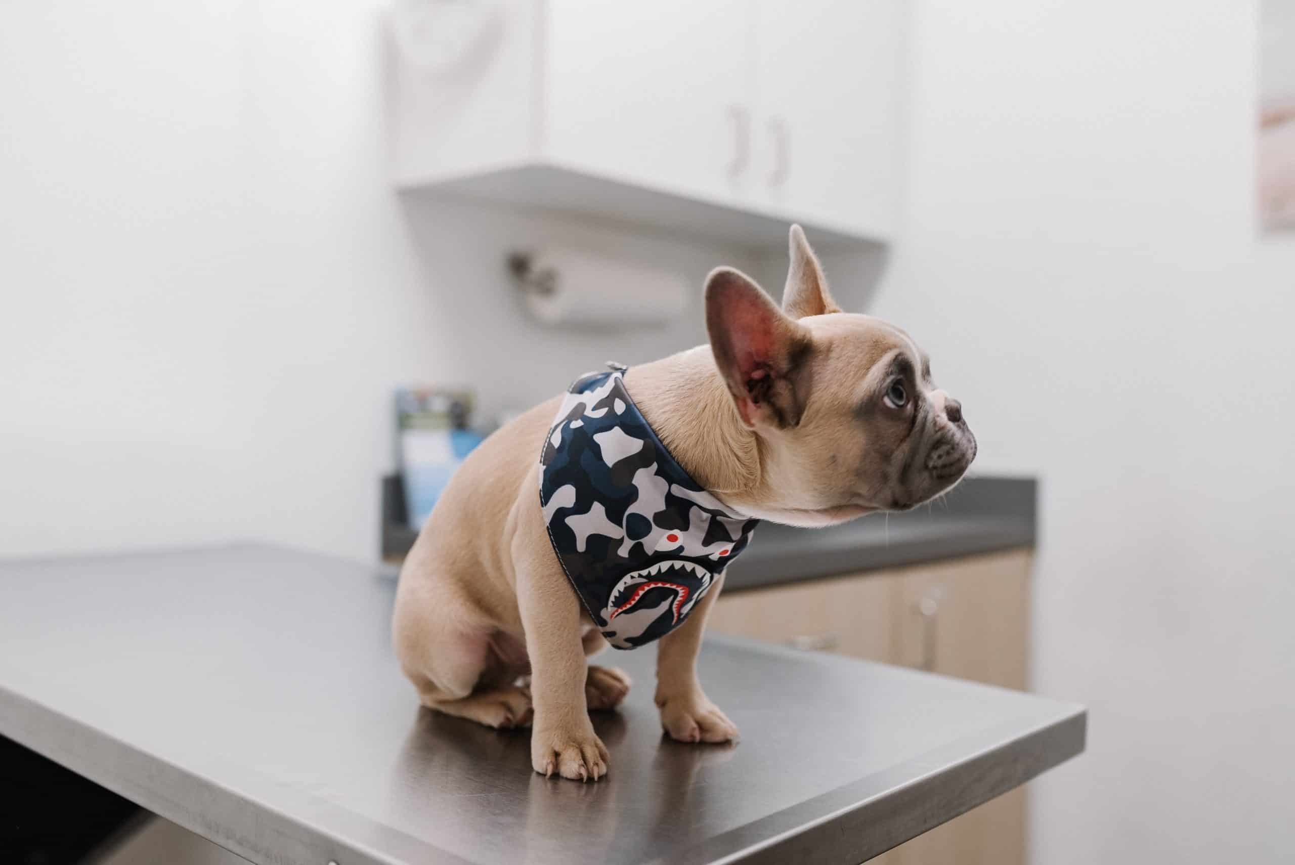 Success Story: Prelude EDC Enables Compliant Clinical Data Collection for Cornell University’s College of Veterinary Medicine