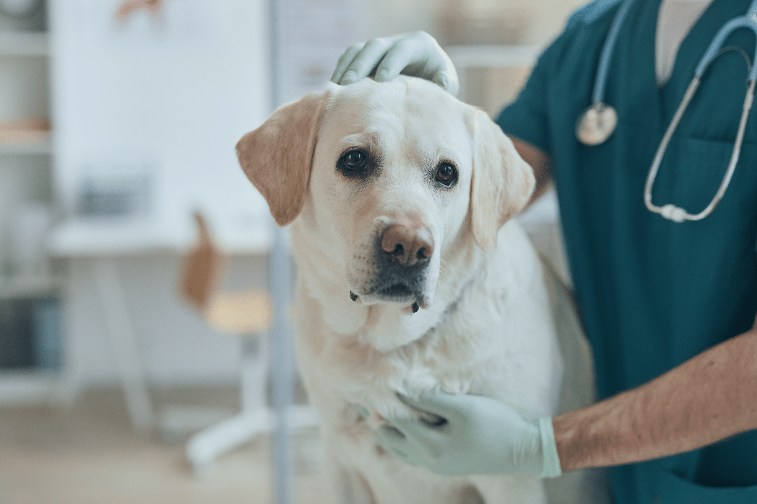 Success Story: Prelude EDC Enabling Innovative Animal Health Research for Loyal